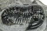 Curled Gerastos Trilobite Fossil - Morocco #277644-1